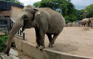 Elefant im Krefelder Zoo Elefant im Krefelder Zoo