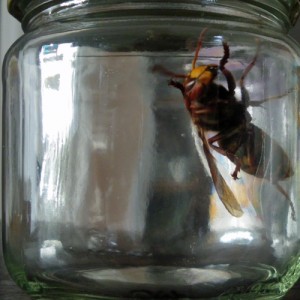 Hornisse im Glas