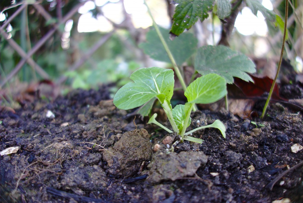 Permakultur-Garten, ausversehen – Vollzeitvater