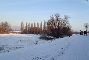 Rodeln an den Rheinauen Rodeln an den Rheinauen