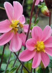 Die "geerbten" Herbst-Annemonen blühten sehr lange und erfreuten Bienen und Hummeln gleichermaßen.