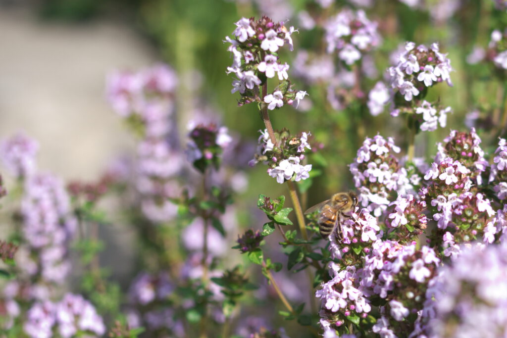 Thymian, Blüten mit Biene